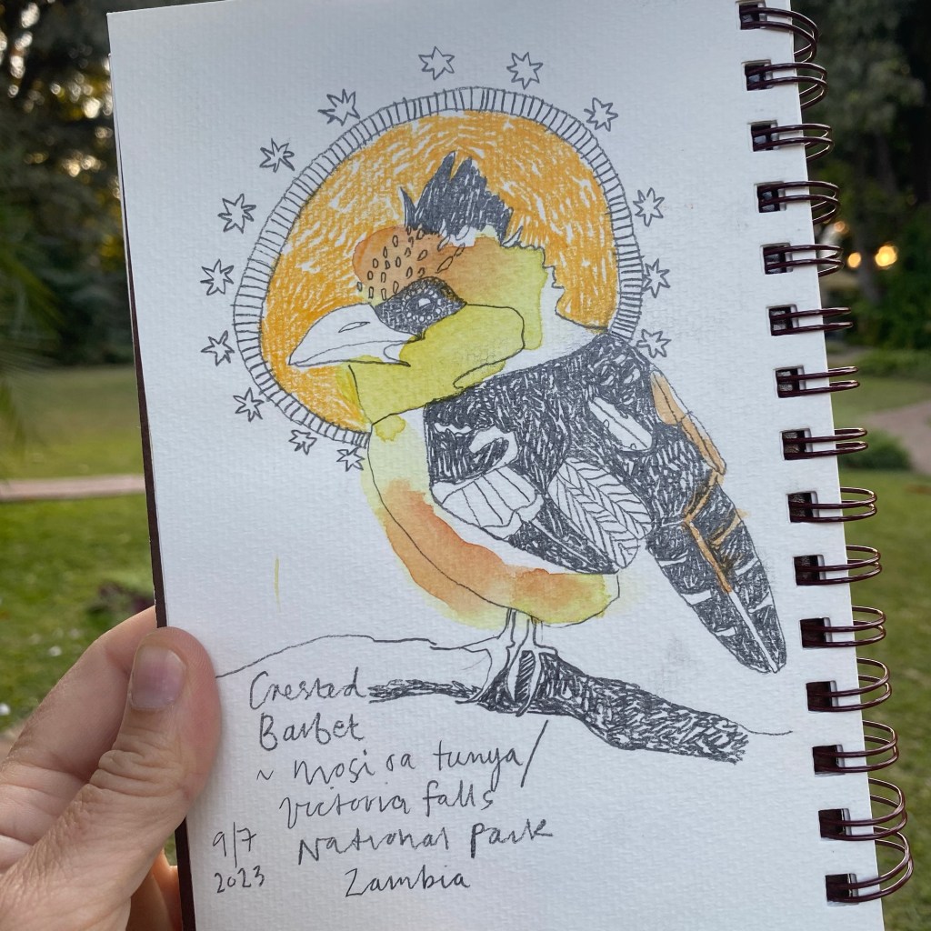 crested barbet – mosi oa tunya/victoria falls, zambia&nbsp;9/7